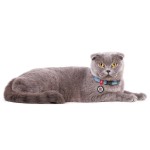 WAUDOG Re-cotton Нашийник для котів та дрібних порід собак з відновленої бавовни з QR паспортом, світловідбивний, пластиковий фастекс, блакитний