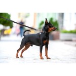 WAUDOG Waterproof Ошейник для собак водостойкий c QR-паспортом, металлическая пряжка-фастекс, черный