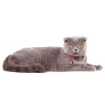 WAUDOG Re-cotton Нашийник для котів та дрібних порід собак з відновленої бавовни з QR паспортом, світловідбивний, пластиковий фастекс, червоний