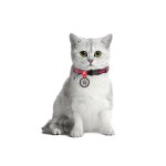 WAUDOG Nylon Нашийник для котів нейлоновий з QR паспортом, малюнок "Кавун", пластиковий фастекс