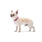 WAUDOG Classic Ошейник для собак кожаный, розовый