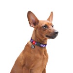WAUDOG Nylon Нашийник для собак нейлоновий з QR паспортом, малюнок "Фіолетовий камо", металева пряжка-фастекс