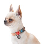 WAUDOG Re-cotton Ошейник для собак из восстановленного хлопка с QR паспортом, светоотражающий, пластиковый фастекс, оранжевый