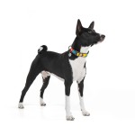 WAUDOG Nylon Нашийник для собак нейлоновий з QR паспортом, малюнок "Рік і Морті 1", пластиковий фастекс