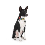 WAUDOG Nylon Нашийник для собак нейлоновий з QR паспортом, малюнок "Рік і Морті 1", пластиковий фастекс