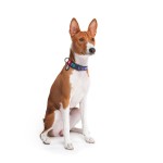 WAUDOG Nylon Нашийник для собак нейлоновий з QR паспортом, малюнок "Рік і Морті 2", пластиковий фастекс