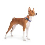 WAUDOG Nylon Нашийник для собак нейлоновий з QR паспортом, малюнок "Рік і Морті 2", пластиковий фастекс