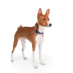 WAUDOG Nylon Нашийник для собак нейлоновий з QR паспортом, малюнок "Рік і Морті 2", металева пряжка-фастекс