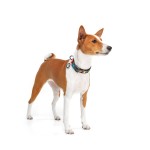 WAUDOG Nylon Нашийник для собак нейлоновий c QR паспортом, малюнок "Рік та Морті 3", пластиковий фастекс