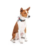 WAUDOG Nylon Нашийник для собак нейлоновий c QR паспортом, малюнок "Рік та Морті 3", пластиковий фастекс