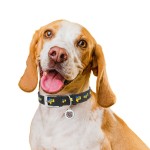 WAUDOG Design Ошейник для собак кожаный с QR паспортом, рисунок "Дом", черный