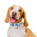 WAUDOG Design Ошейник для собак кожаный с QR паспортом, рисунок "Флаг", белый