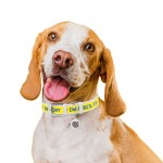 WAUDOG Design Ошейник для собак кожаный с QR паспортом, рисунок "Смелость", белый
