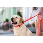 WAUDOG Waterproof Поводок для собак водостойкий, красный