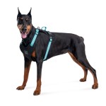 WAUDOG Nylon Шлея для собак безопасная c QR паспортом, металлическая пряжка-фастекс, голубая