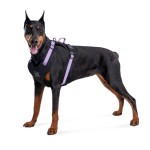 WAUDOG Nylon Шлея для собак безопасная c QR паспортом, металлическая пряжка-фастекс, фиолетовая