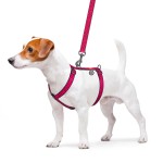 WAUDOG Nylon Шлея для собак анатомическая H-образная с QR-паспортом, рисунок "Арбуз", пластиковый фастекс