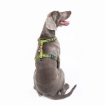 WAUDOG Nylon Шлея для собак анатомическая H-образная с QR-паспортом, рисунок "Смелость", пластиковый фастекс
