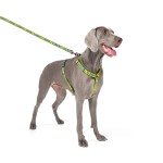 WAUDOG Nylon Шлея для собак анатомическая H-образная с QR-паспортом, рисунок "Смелость", пластиковый фастекс