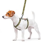 WAUDOG Nylon Шлея для собак анатомическая H-образная с QR-паспортом, рисунок "Милитари", пластиковый фастекс